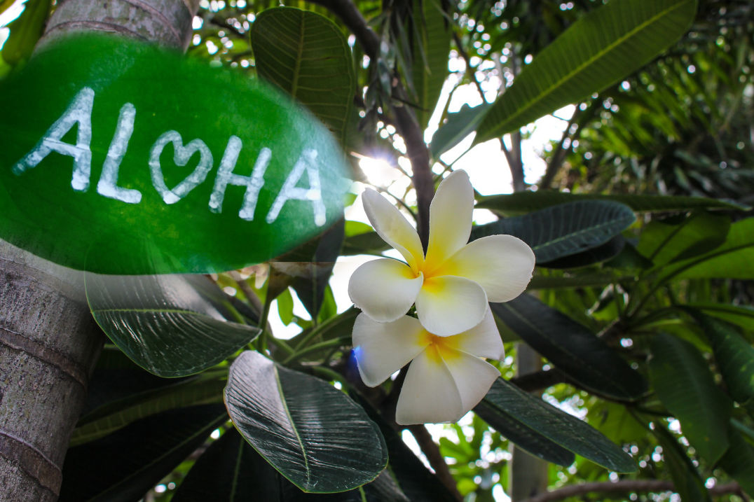 Aloha